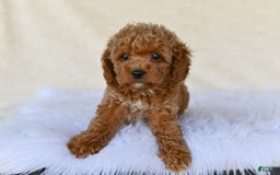 Cockapoo dogs for sale: Cockapoo 5 puppies - Image 17