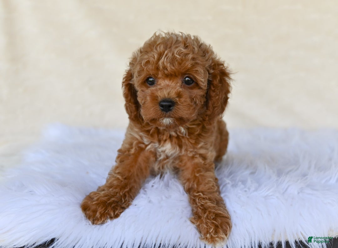 Cockapoo dogs for sale: Cockapoo 5 puppies - Image 17