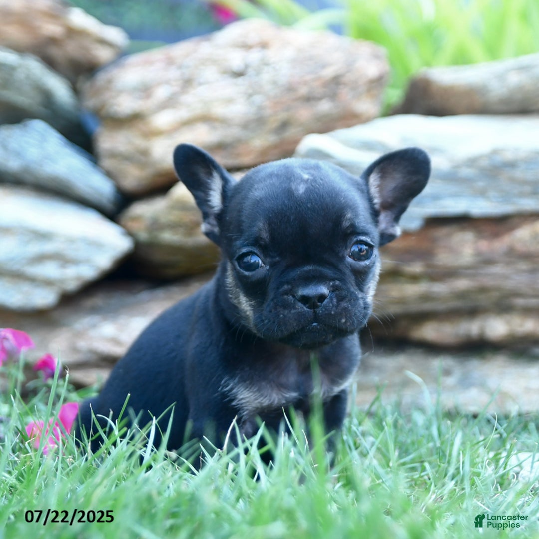 French Bulldog dogs for sale: Lola - Image 2