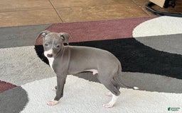 Italian Greyhound dogs for sale: Pj - Image 3