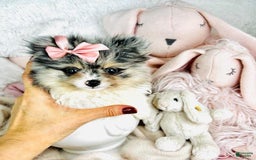 Pomeranian dogs for sale: Prisha - Image 2