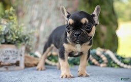 French Bulldog dogs for sale: Bella - Image 3
