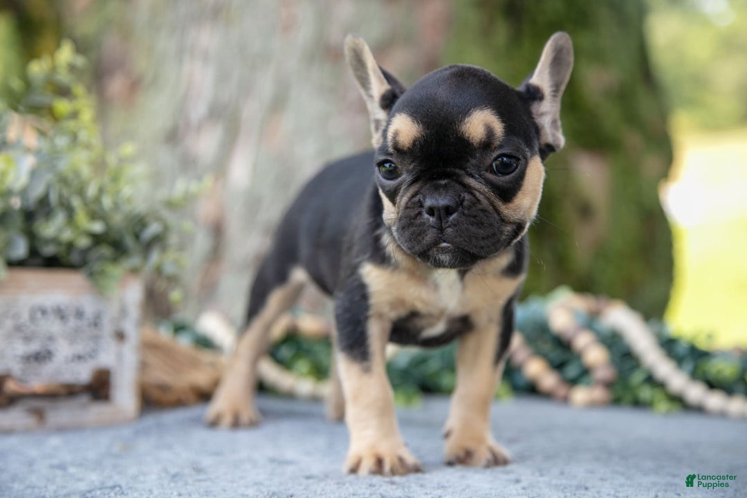 French Bulldog dogs for sale: Bella - Image 3