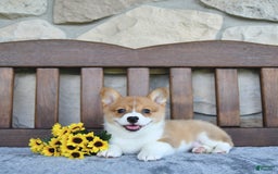 Welsh Corgi Pembroke dogs for sale: Bria - Image 2