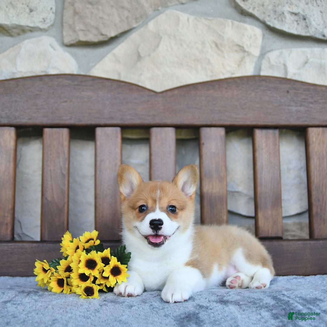 Welsh Corgi Pembroke dogs for sale: Bria - Image 2