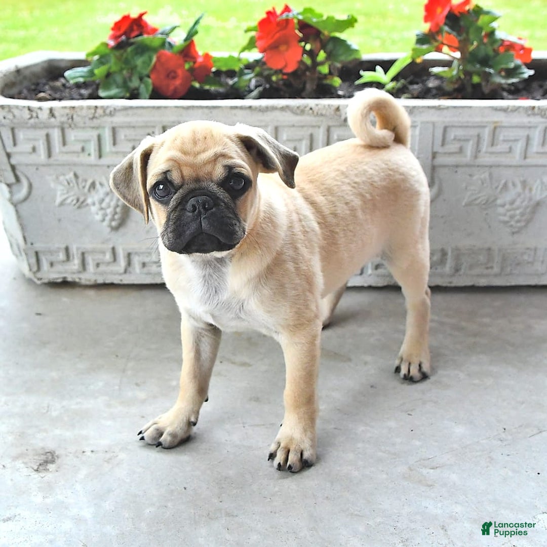 Jug dogs for sale: Rylan - Image 5