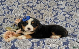 Bernese Mountain Dog dogs for sale: Emilee - Image 3