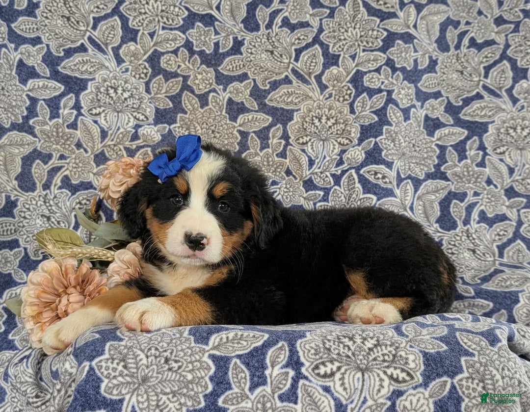 Bernese Mountain Dog dogs for sale: Emilee - Image 3