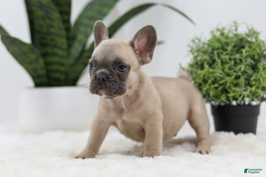 French Bulldog dogs for sale: French Bulldog 5 puppies - Image 12