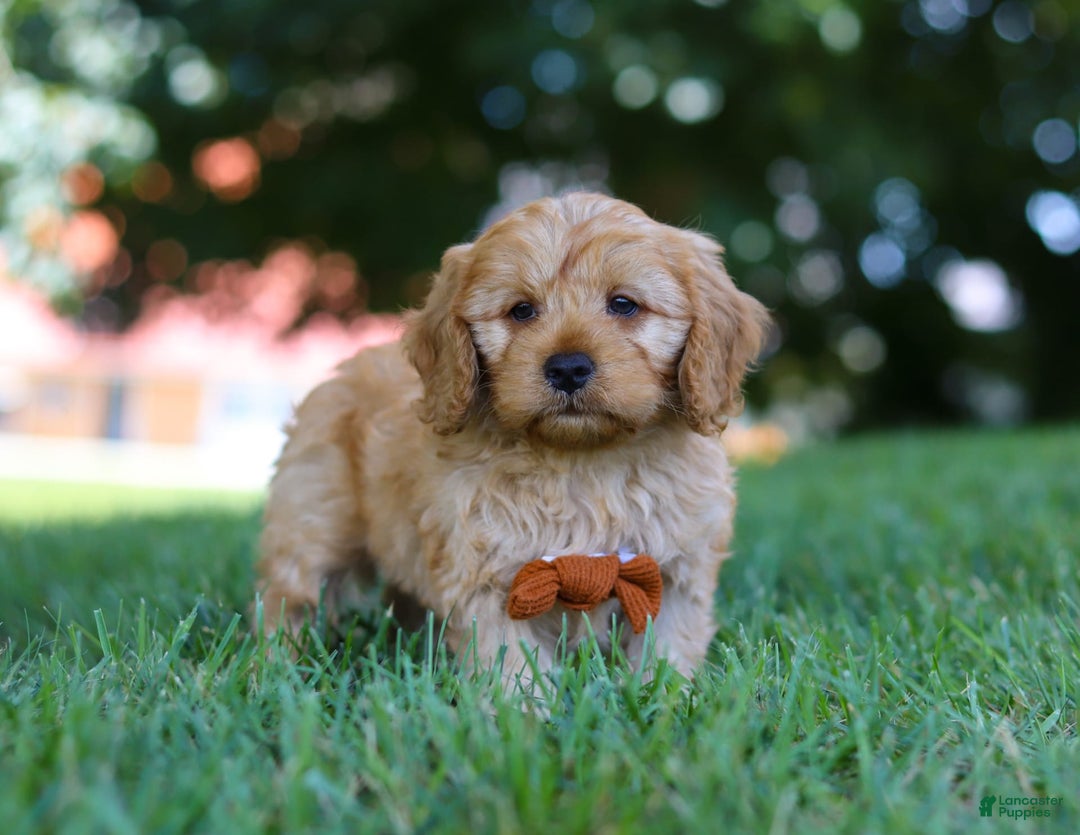 Cavapoo dogs for sale: Ollie - Image 1