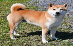 Shiba Inu dogs for sale: Jupiter - Image 8