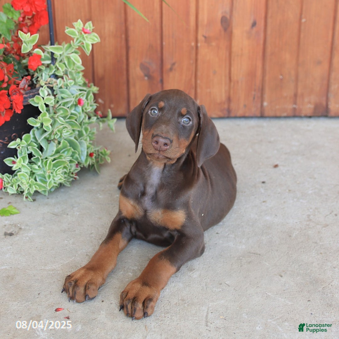 Doberman Pinscher dogs for sale: Daphne - Image 5