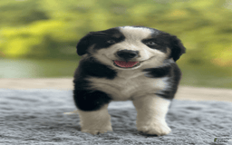 Australian Shepherd dogs for sale: Alejandro-ollie - Image 6