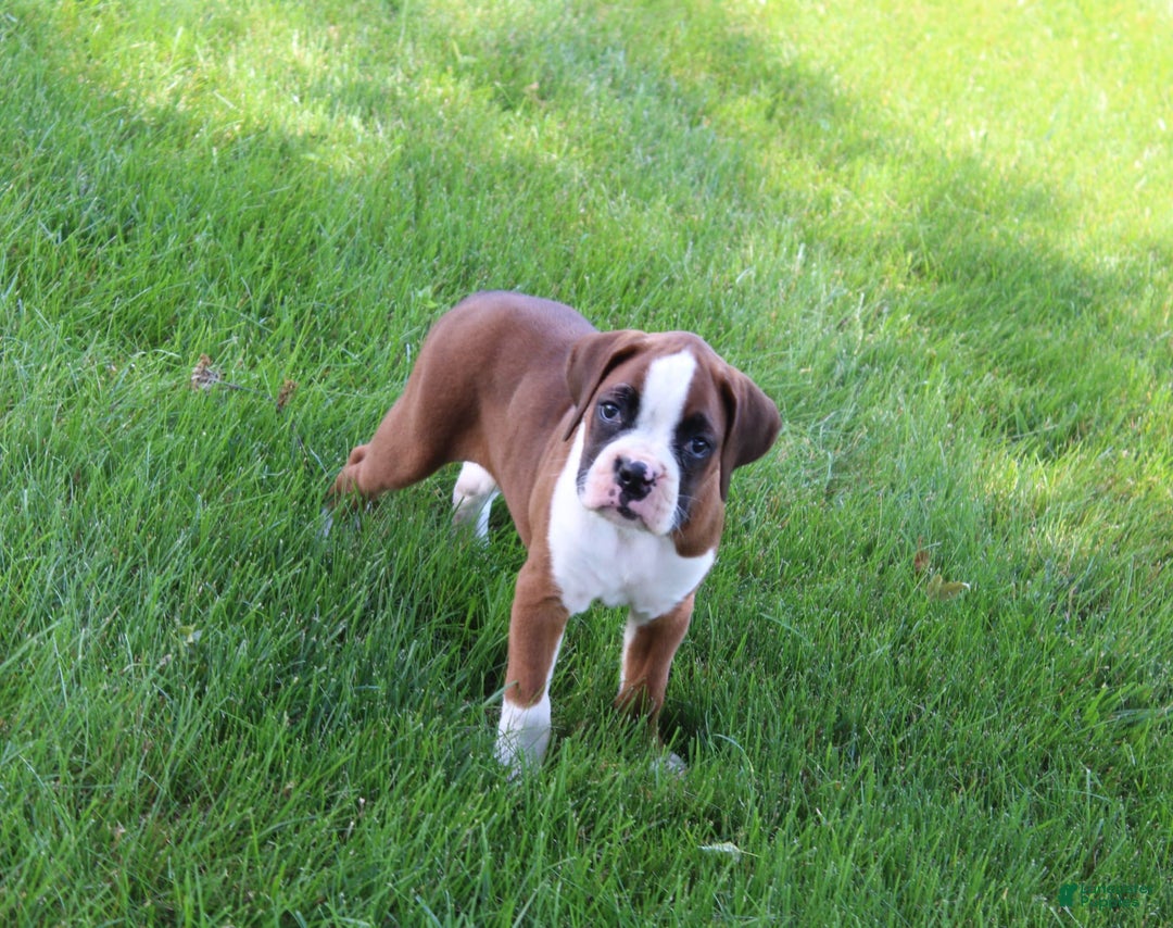 Boxer dogs for sale: Holly - Image 4