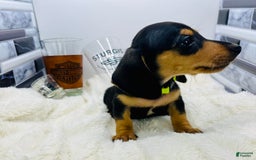 Miniature Dachshund dogs for sale: James - Image 3