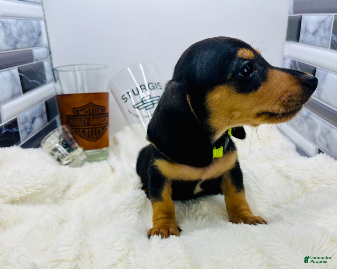 Miniature Dachshund dogs for sale: James - Image 3