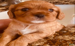 Cavalier King Charles Spaniel dogs for sale: Ruby - Image 4