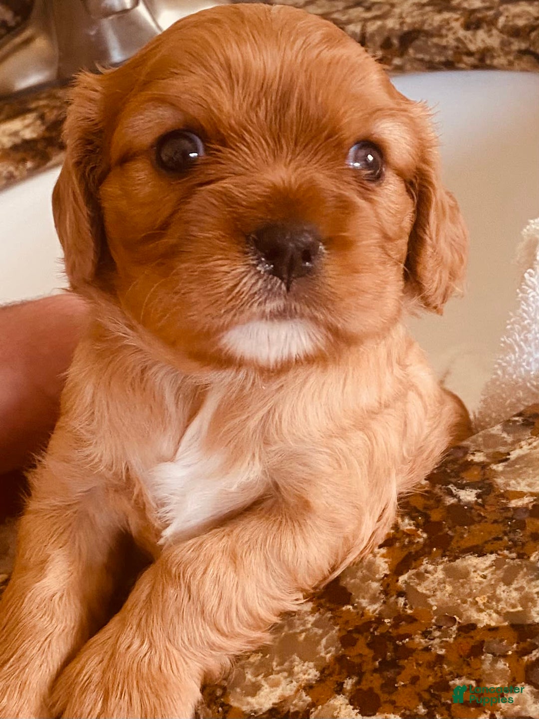 Cavalier King Charles Spaniel dogs for sale: Ruby - Image 4
