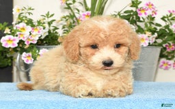 Bichpoo dogs for sale: Skipper - Image 7