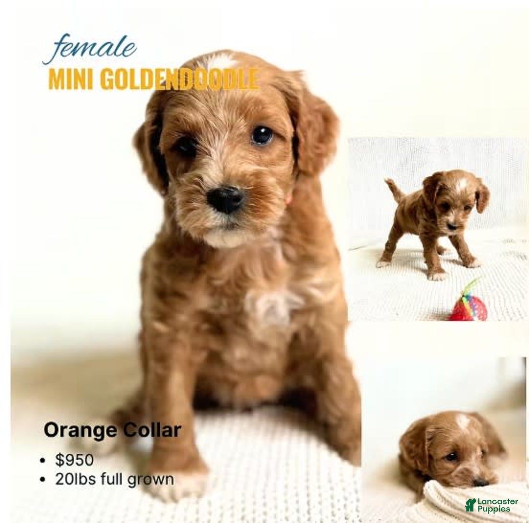 Mini Goldendoodle dogs for sale: Orange Collar - Image 1