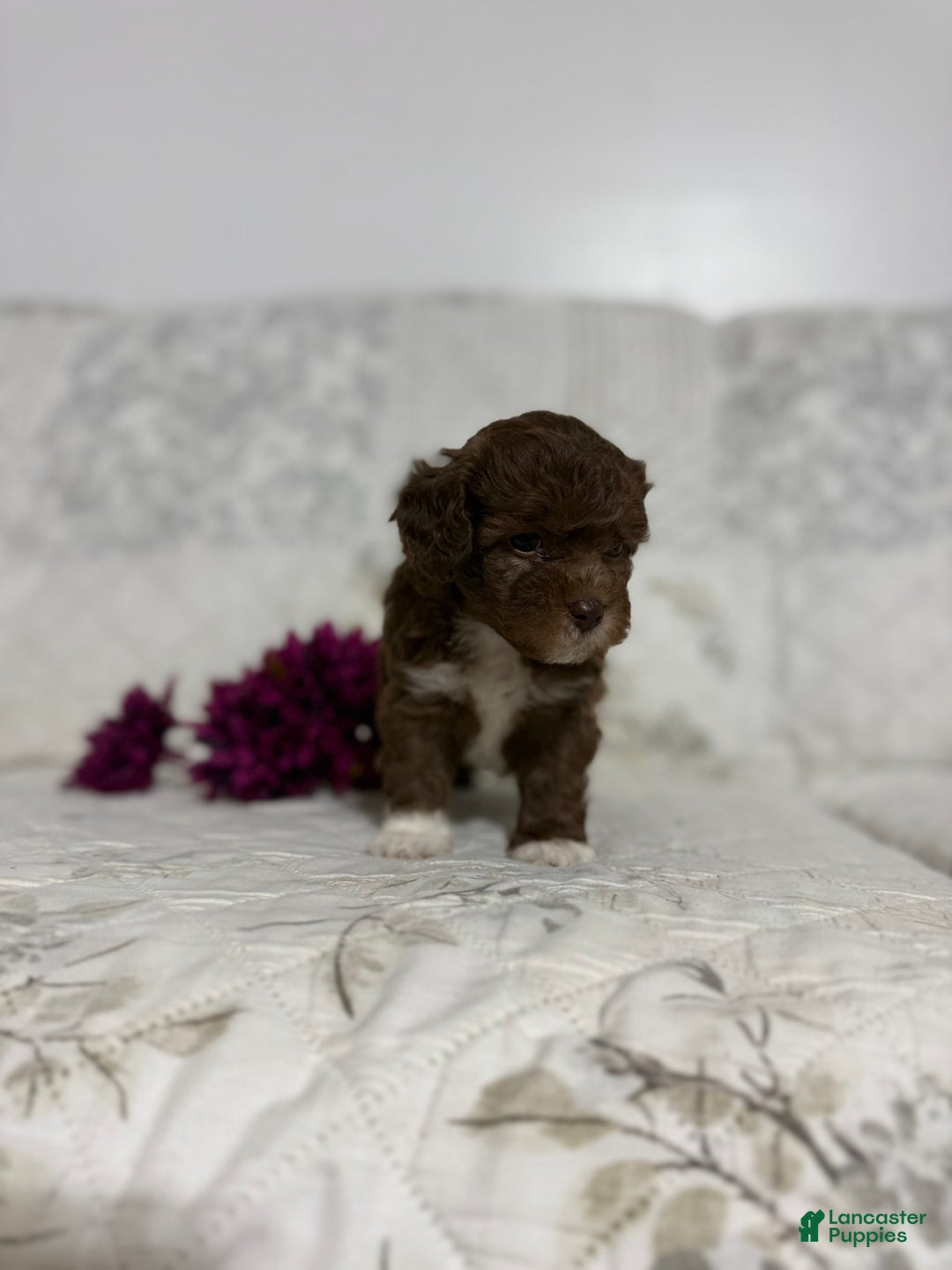 Shihpoo dogs for sale: Lola - Image 3