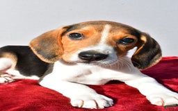 Beagle dogs for sale: Bo - Image 2