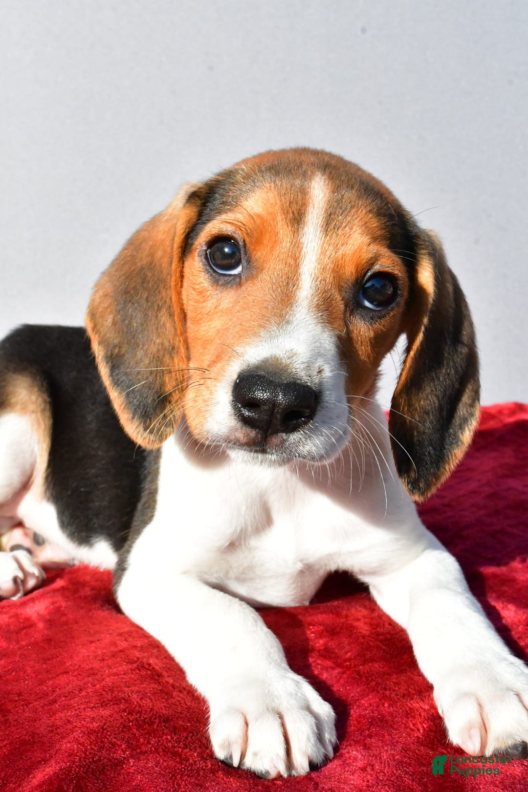 Beagle dogs for sale: Bo - Image 2