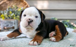 Beabull dogs for sale: Skip - Image 2