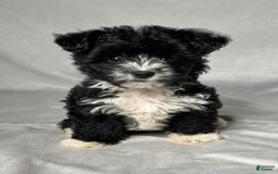 Yochon dogs for sale: Zoey - Image 1