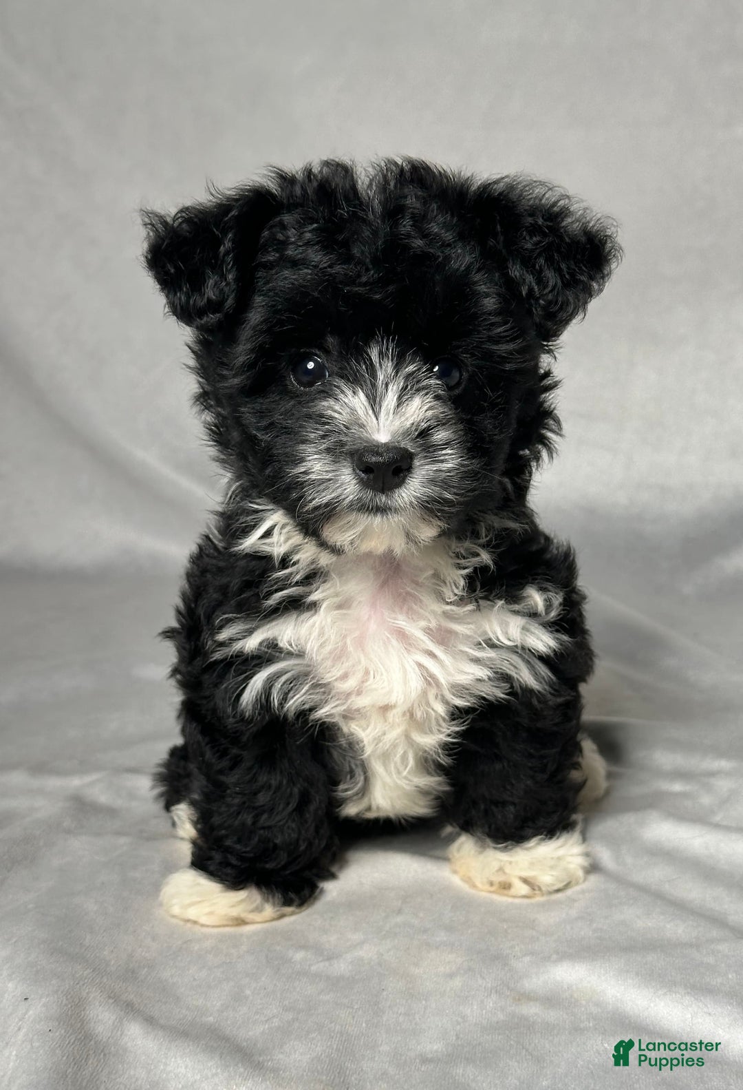 Yochon dogs for sale: Zoey - Image 1