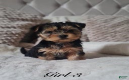 Yorkshire Terrier dogs for sale: Mimi - Image 2