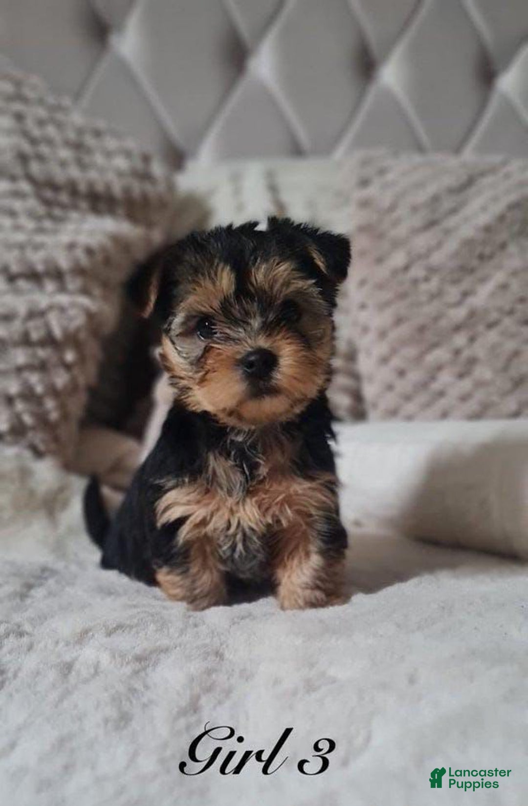 Yorkshire Terrier dogs for sale: Mimi - Image 2