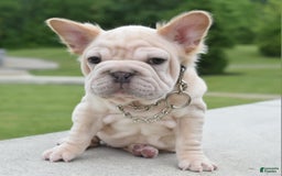 French Bulldog dogs for sale: Rayna Big Rope Velvet Fluffy - Image 71
