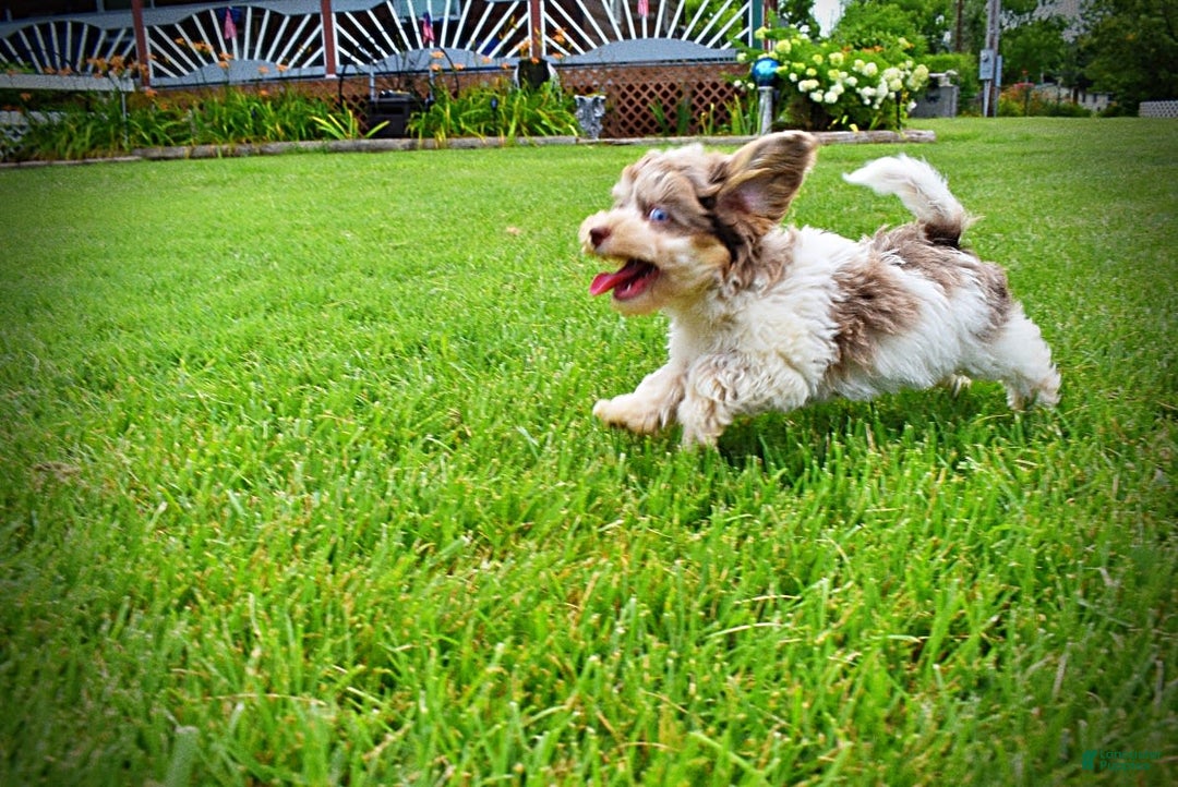 Havapoo dogs for sale: Daisy - Image 14
