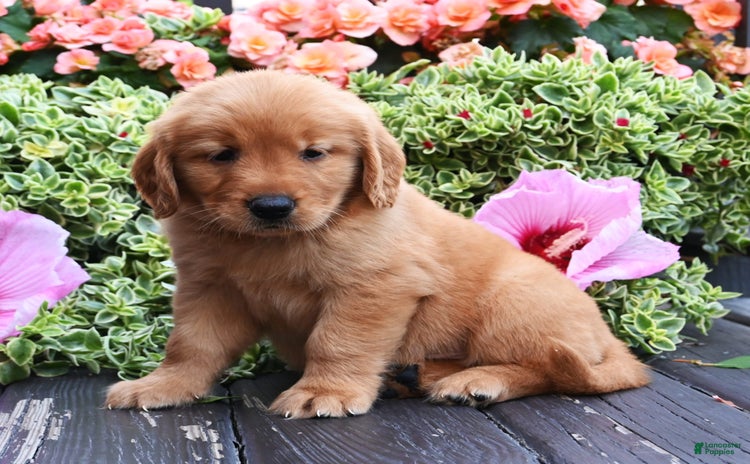 Golden Retriever dogs for sale - Ad 4