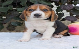 Beagle dogs for sale: Benji - Image 3