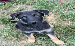 German Shepherd dogs for sale: Beth - Image 1