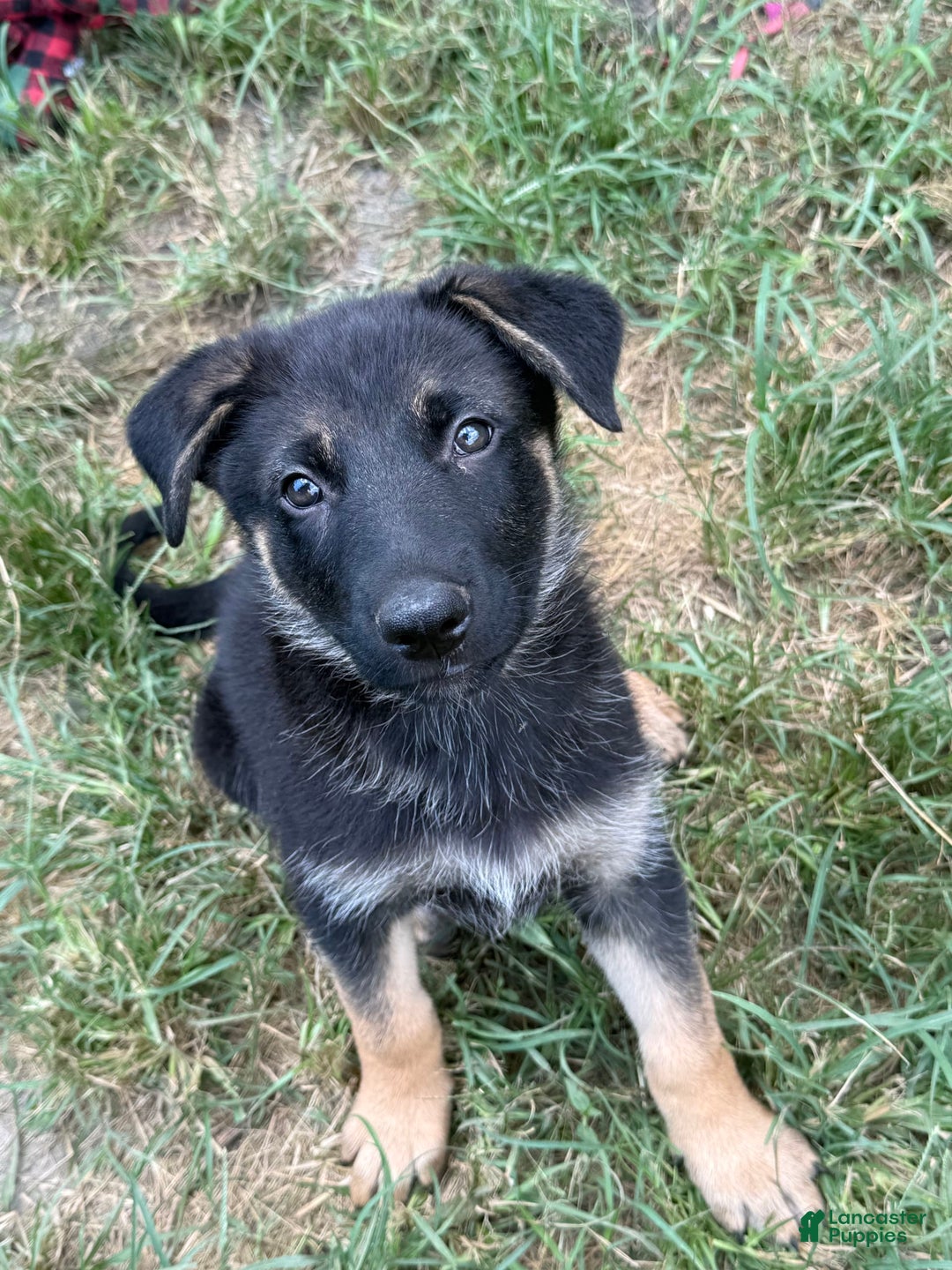 German Shepherd dogs for sale: Beth - Image 1