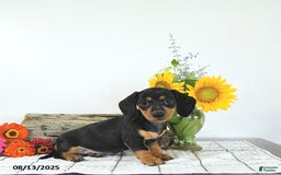 Miniature Dachshund dogs for sale: Megan - Image 5