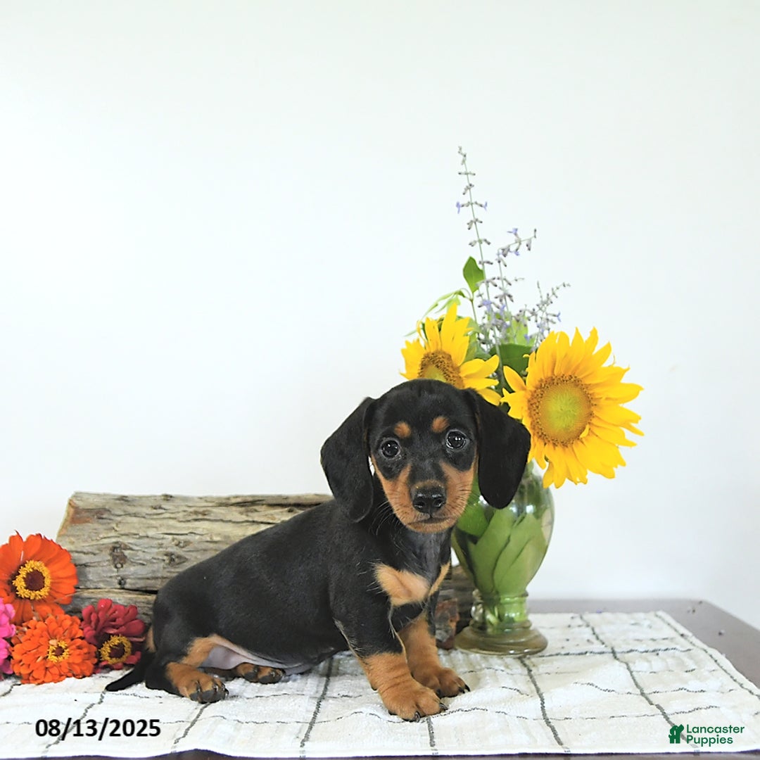 Miniature Dachshund dogs for sale: Megan - Image 5