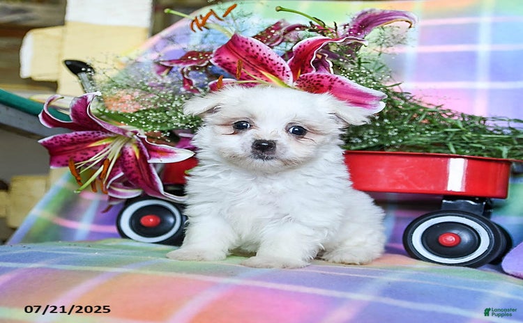 Maltese dogs for sale - Ad 2