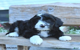 Border Collie dogs for sale: Russel - Image 3