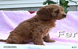 Cavapoo dogs for sale: Fern - Image 2