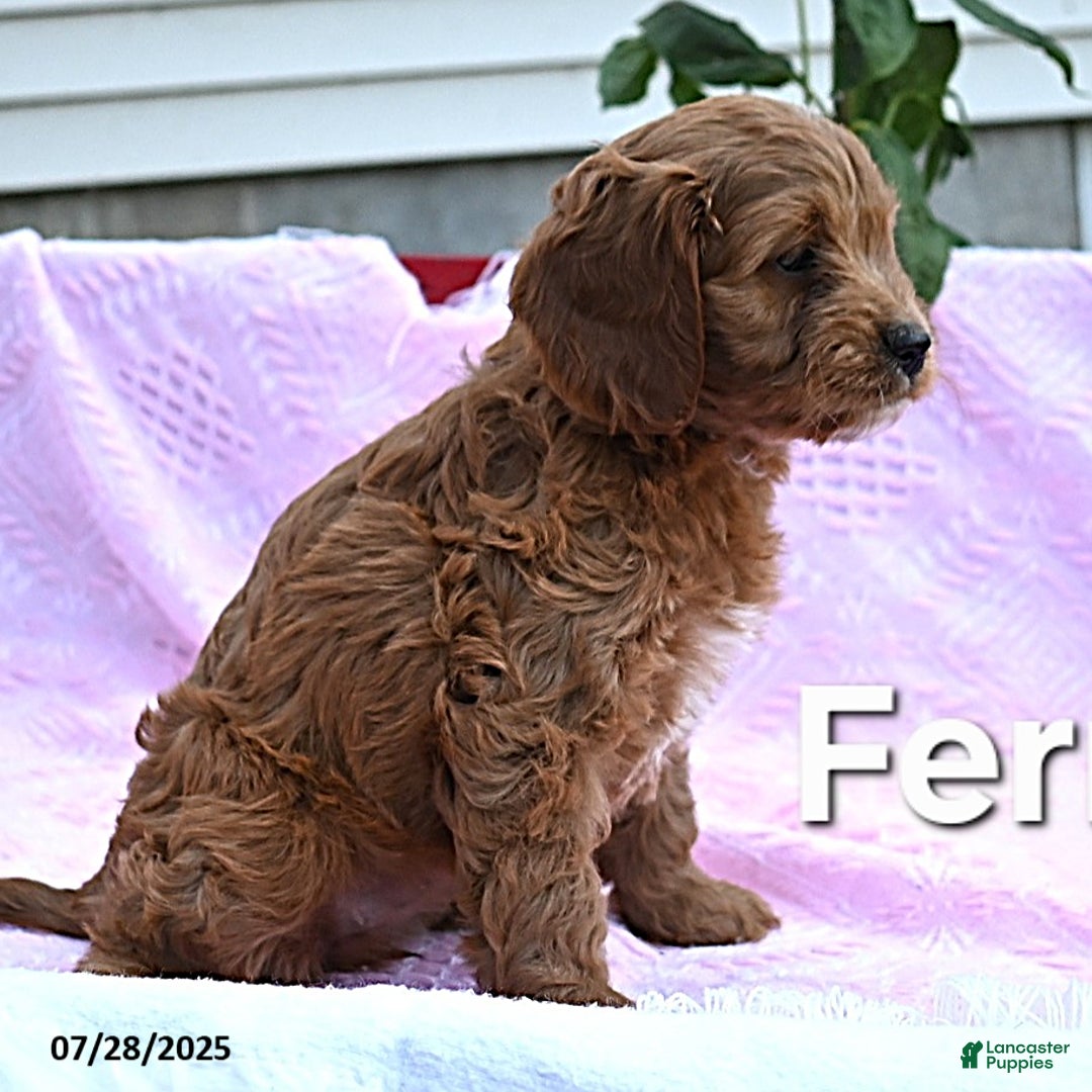 Cavapoo dogs for sale: Fern - Image 2