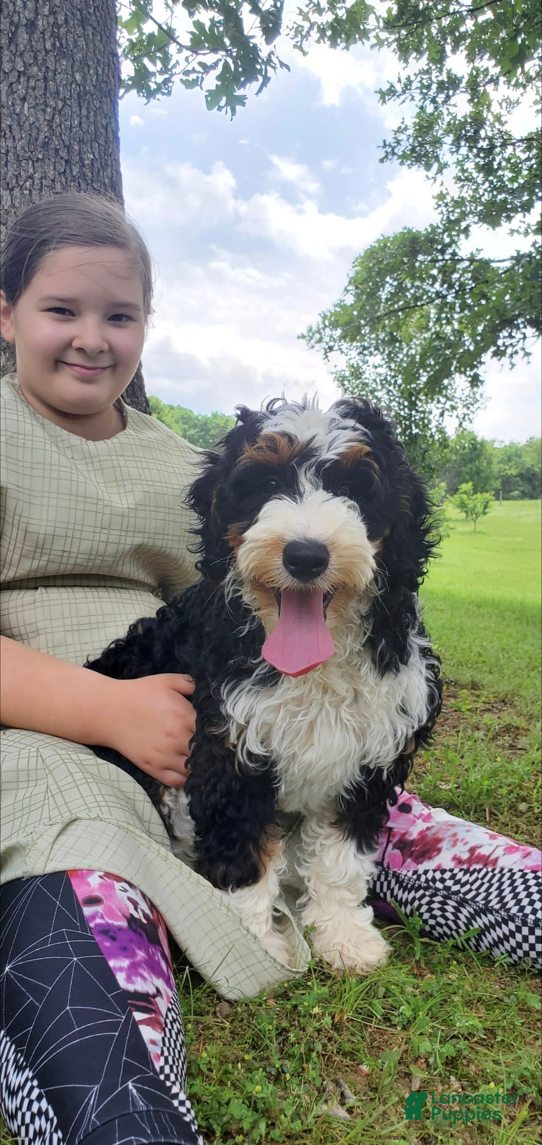 Mini Bernedoodle dogs for sale: Poppy - Image 6