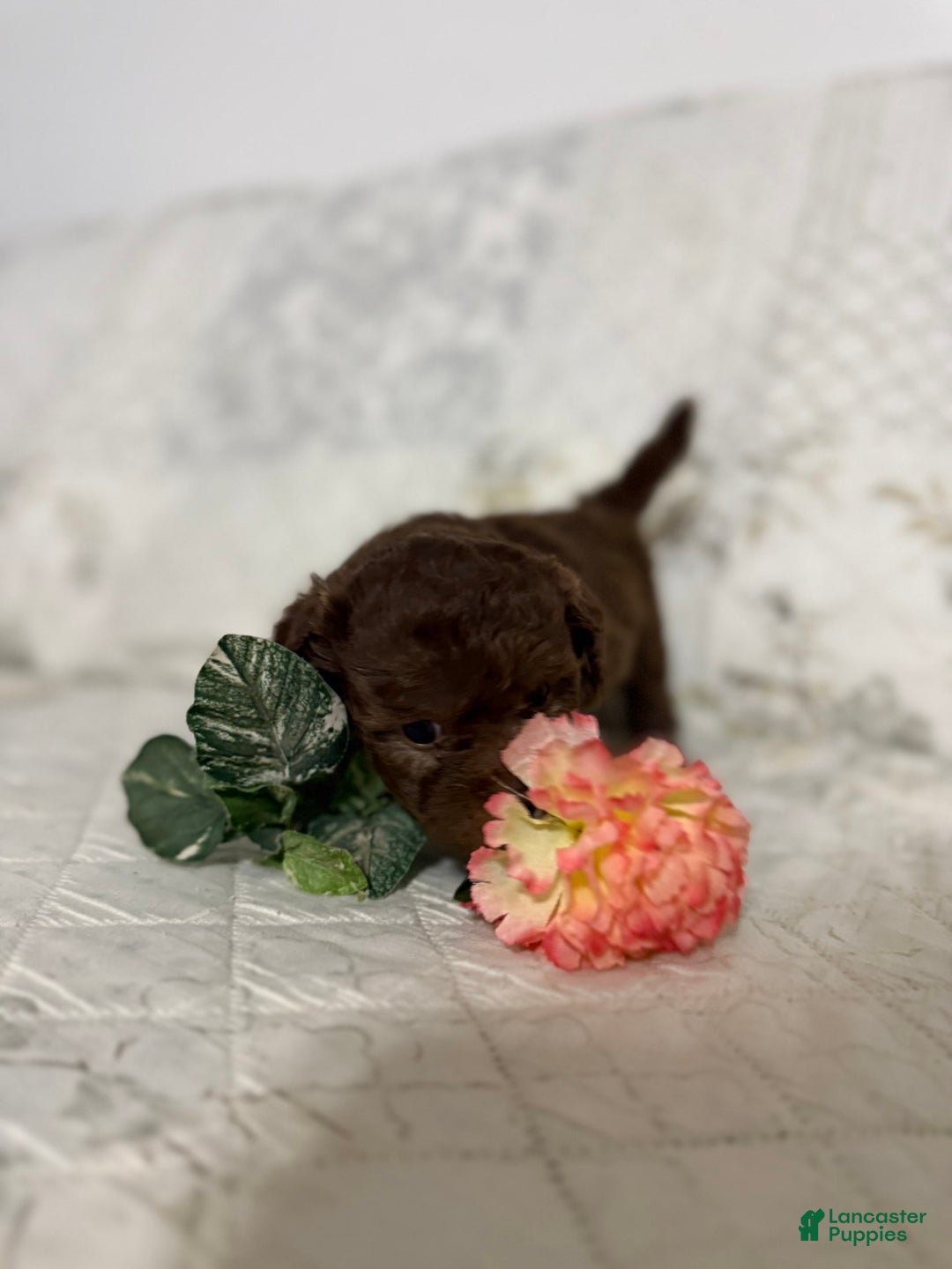 Shihpoo dogs for sale: Lola - Image 1