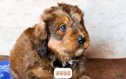 Bernedoodle dogs for sale: Buck - Image 7
