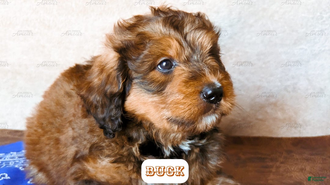 Bernedoodle dogs for sale: Buck - Image 7