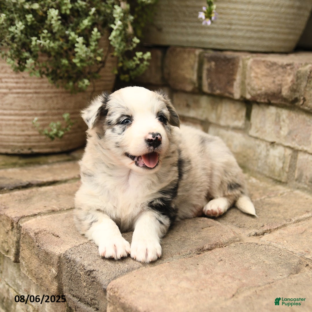 Border Collie dogs for sale: Macy - Image 3