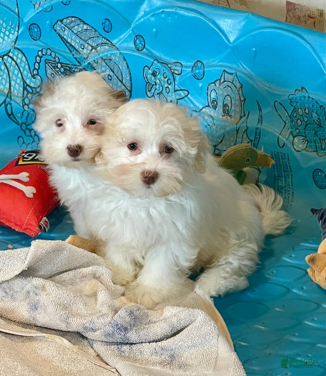 Havanese dogs for sale: Helen - Image 4